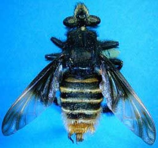 Figure 6. Dasyllis haemorrhoa, a robber fly mimic of Euglossa dimidiata (Hymenoptera) in Brazil.