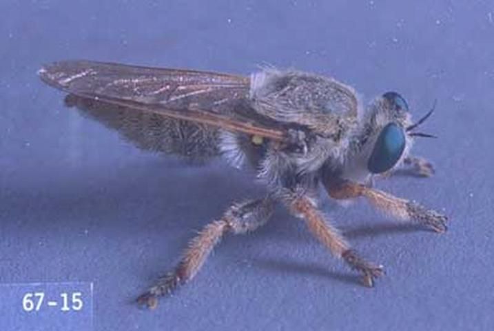 Figure 3. Adult Mallophorina sp. robber fly.