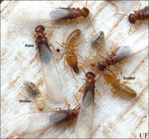 Figure 2. Castes in a Prorhinotermes simplex (Hagen) termite colony.