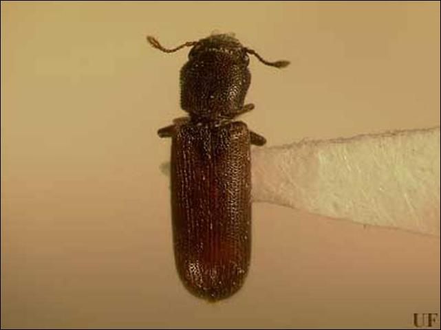 Figure 1. The appearance of this Lyctus beetle is typical of true powderpost beetles. Lyctines are very small beetles, ranging from 2 mm to 7.5 mm in length. They are generally brown or reddish-brown, as this one is, although they can sometimes be black. The body is elongated and slightly flattened. The head is prominent and is not covered by the pronotum.