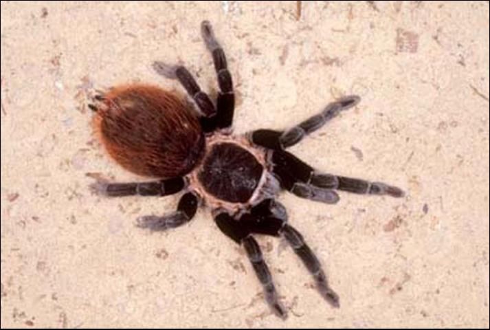 Figure 1. Female Mexican redrump tarantula, Brachypelma vagans.