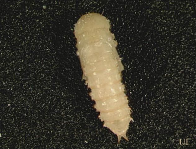 Figure 10. Pupa of a flour beetle, Tribolium sp.