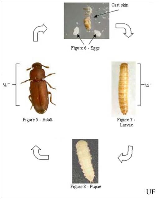Figure 11. Life cycle of a flour beetle, Tribolium sp.