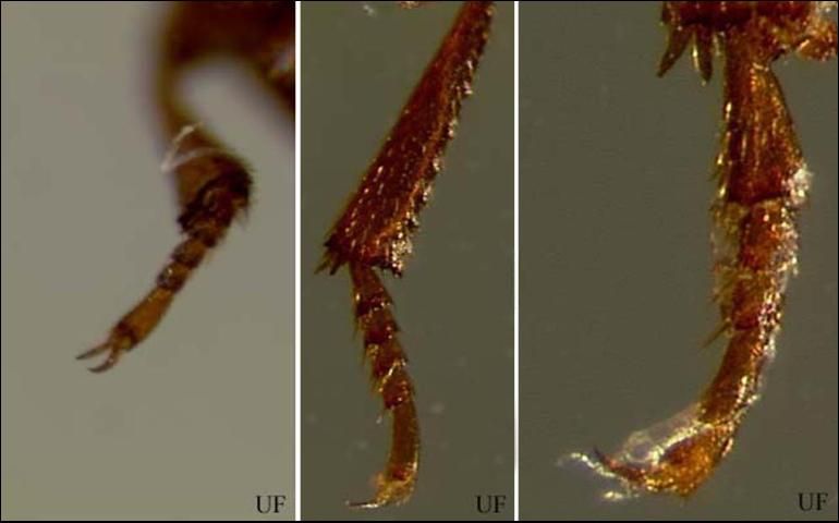 Figure 6. The front (left), middle (middle) and hind (right) legs of the red flour beetle, Tribolium castaneum (Herbst), showing the 5-5-4 tarsal formula. The confused flour beetle, Tribolium confusum Jacquelin du Val, has the same tarsel formula.
