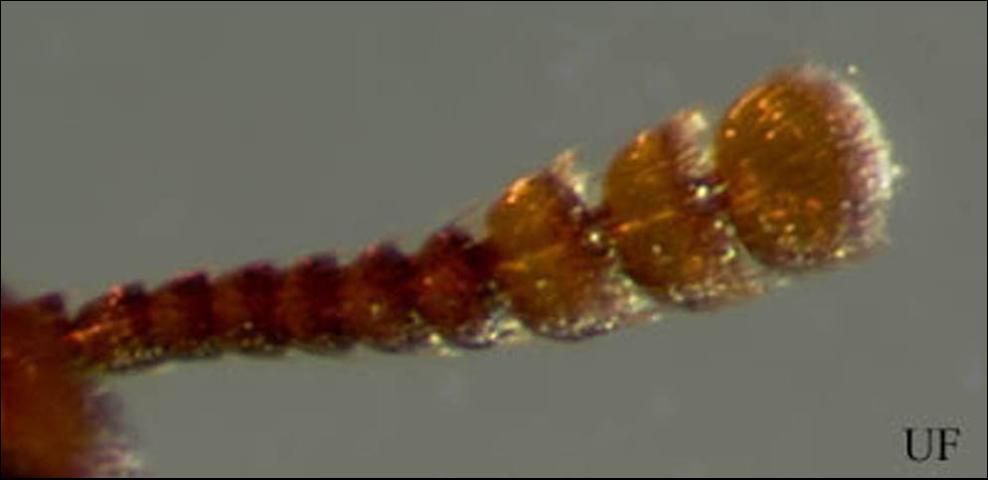 Figure 3. Three-segmented antennal club of the adult red flour beetle, Tribolium castaneum (Herbst).