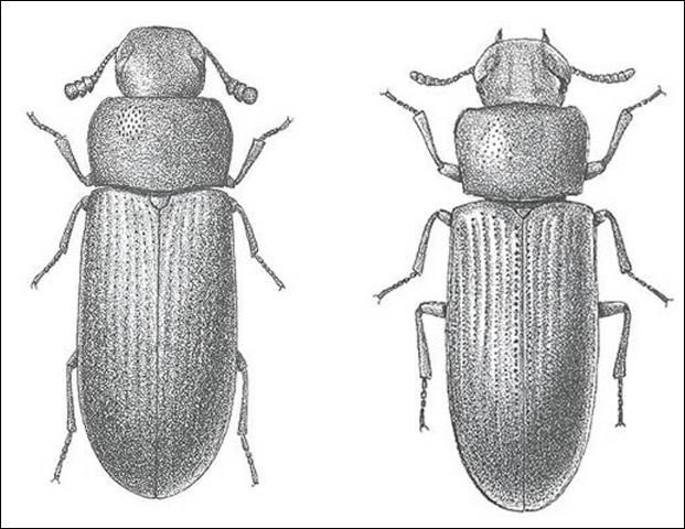 Figure 5. Comparison of adults of the red flour beetle (left), Tribolium castaneum (Herbst) and the confused flour beetle (right), Tribolium confusum (duVal). The antenna of the red flour beetle ends in a 3-segmented club and the sides of the thorax are slightly curved. The confused flour beetle has no apparent club on the antennae and the sides of the thorax are straighter.