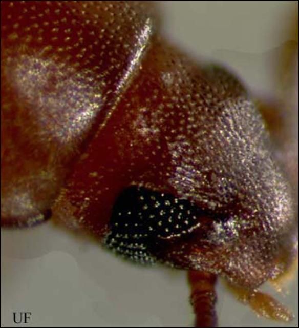 Figure 7. The head of a red flour beetle, Tribolium castaneum (Herbst), showing the notched eye. The confused flour beetle, Tribolium confusum Jacquelin du Val, also has the notched eye.