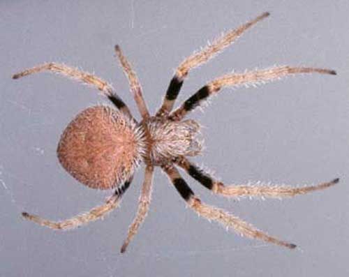 Figure 1. Female sub-adult or adult tropical orb weaver, Eriophora ravilla (C.L. Koch).