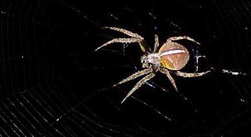 Sub-adult female with central white stripe