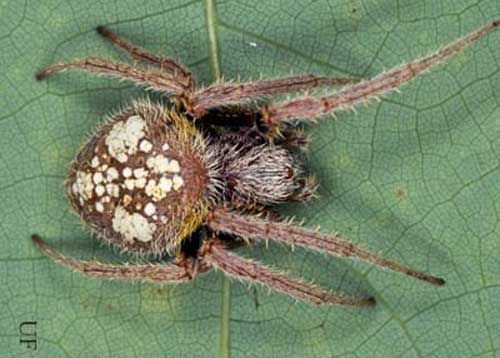 Figure 2. Sub-adult tropical orb weaver, Eriophora ravilla (C.L. Koch).