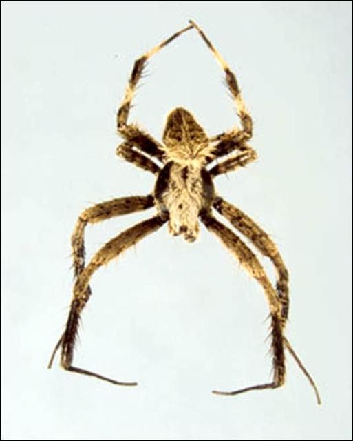 Figure 4. Male Neoscona crucifera (Lucas), an orb weaver.