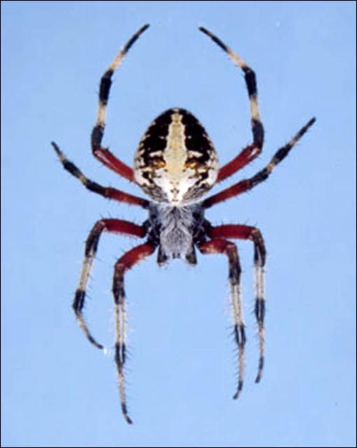 Figure 3. Female Neoscona domiciliorum (Hentz), an orb weaver.