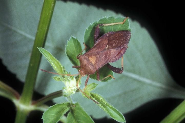 Figure 1. Adult Euthochtha galeator (Fabricius), a leaf-footed bug on a rose bud.