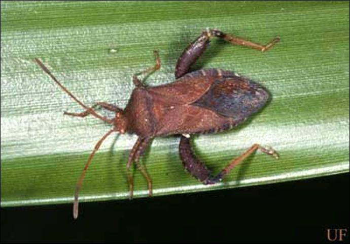 Figure 3. Adult Euthochtha galeator (Fabricius), a leaf-footed bug.