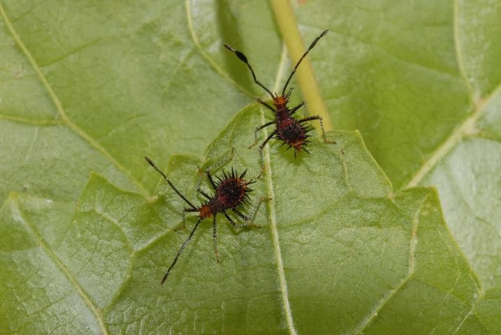 Figure 2. Nymphs of Euthochtha galeator (Fabricius), leaf-footed bugs, note the dilated 3rd antennal segment.