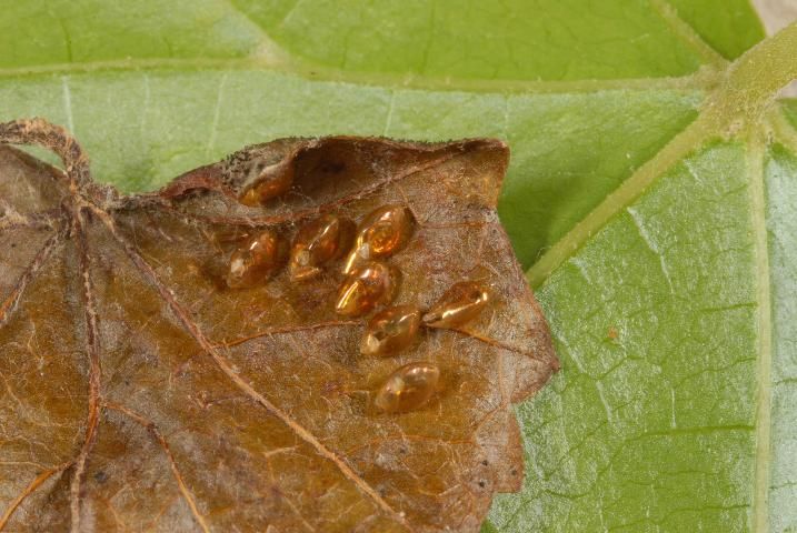 Figure 4. Eggs of Euthochtha galeator (Fabricius), leaf-footed bug, note the golden color of the eggs.