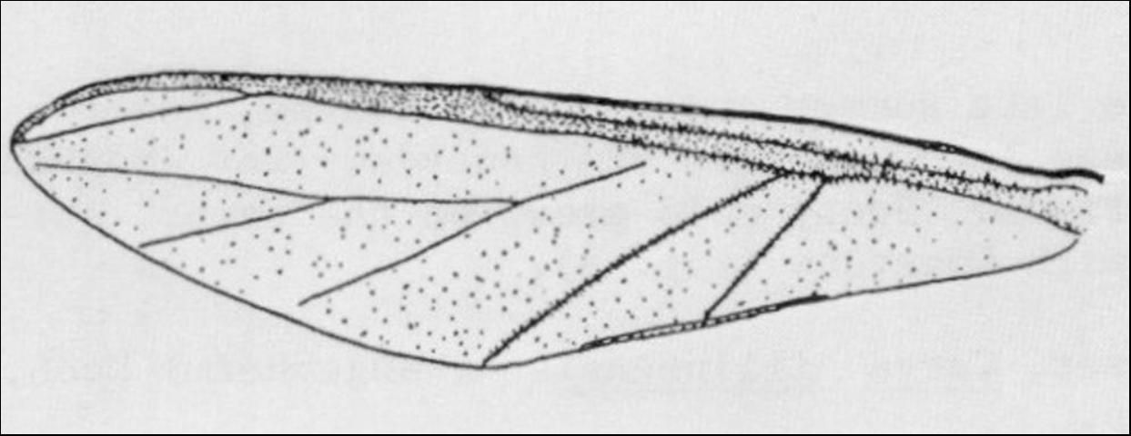 Figure 4. Forewing of an adult giant bark aphid, Longistigma caryae (Harris).