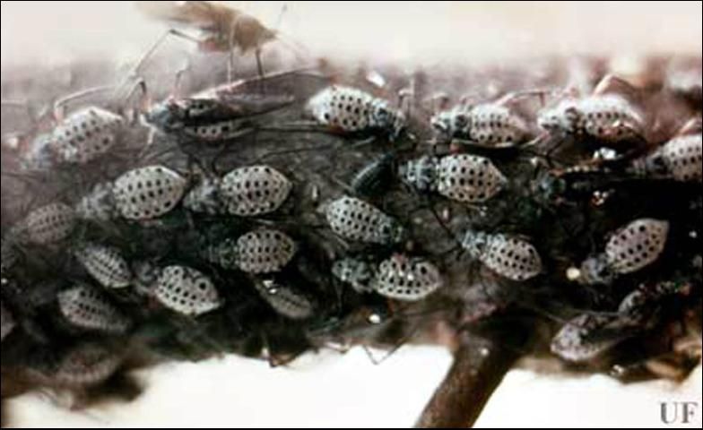 Figure 2. Colony of giant bark aphids, Longistigma caryae (Harris), with both winged and wingless females.