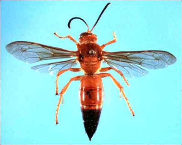 Figure 1. Sphecius hogardii (Latreille), a cicada killer wasp.