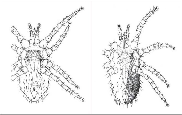 Figure 5. Ventral views of the tropical fowl mite (left), Ornithonyssus bursa (Berlese); and the northern fowl mite (right), Ornithonyssus sylviarum (Canestrini and Fanzago).