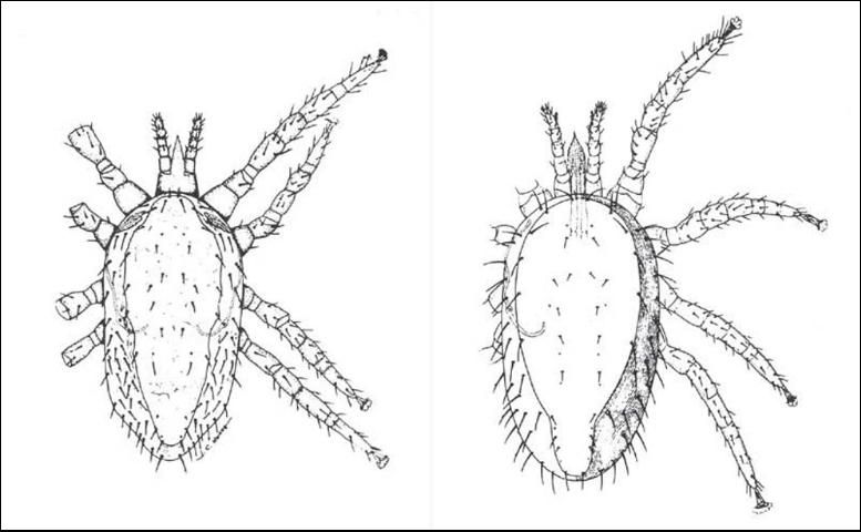 Figure 3. Dorsal views of the tropical fowl mite (left), Ornithonyssus bursa (Berlese); and the northern fowl mite (right), Ornithonyssus sylviarum (Canestrini and Fanzago).