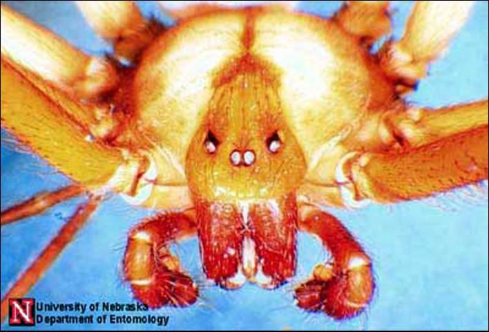 Figure 5. The three pairs of eyes that help identify the brown recluse spider, Loxosceles reclusa Gertsch & Mulaik.