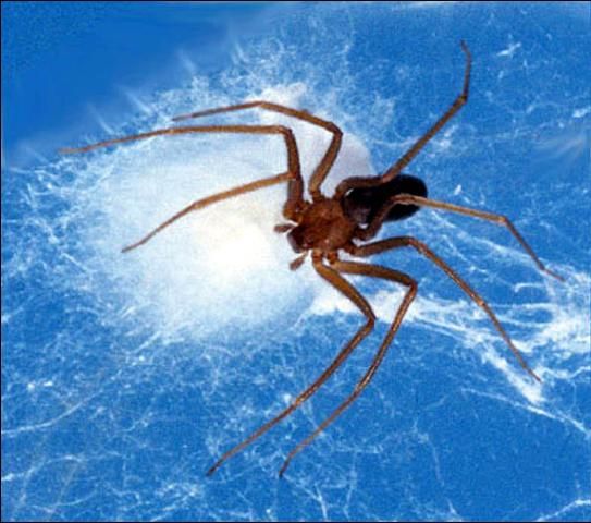 Figure 8. Female brown recluse spider, Loxosceles reclusa Gertsch & Mulaik, with egg sac.