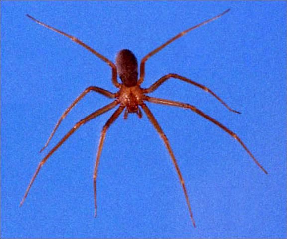 Figure 1. Female brown recluse spider, Loxosceles reclusa Gertsch & Mulaik.