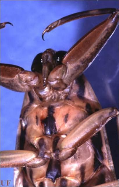 Figure 2. Ventral view of the head of an adult Lethocerus sp., a giant water bug, showing the beak.