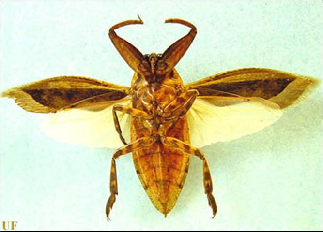 Figure 7. Ventral view of an adult Lethocerus uhleri (Montandon). (Note banded middle and hind legs).