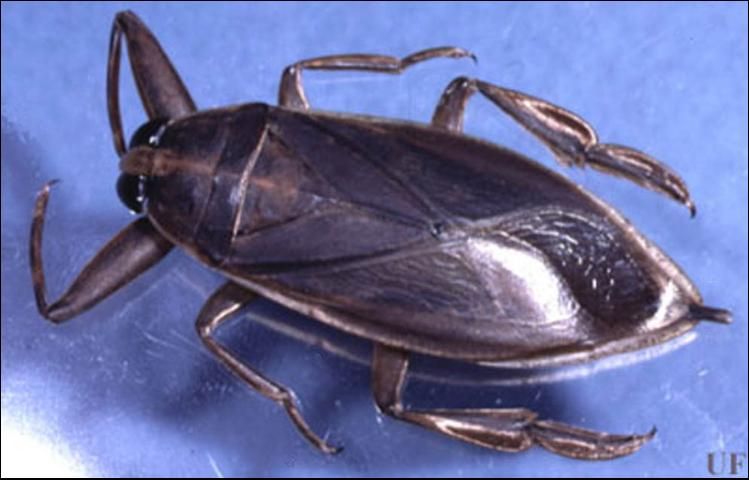 Figure 1. Dorsal view of an adult giant water bug, Lethocerus sp.