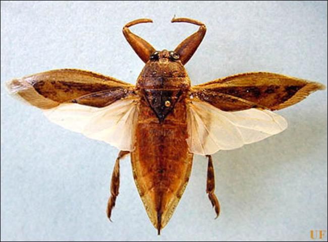 Figure 6. Dorsal view of an adult Lethocerus uhleri (Montandon).