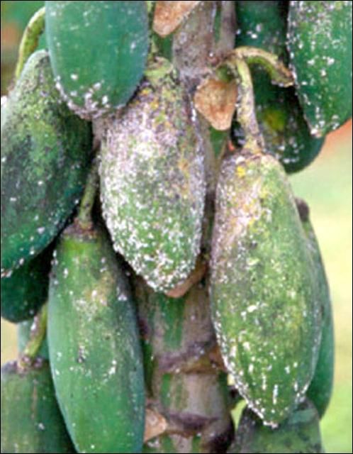 Figure 7. Papaya fruit infestation and damage caused by the papaya mealybug, Paracoccus marginatus Williams and Granara de Willink.