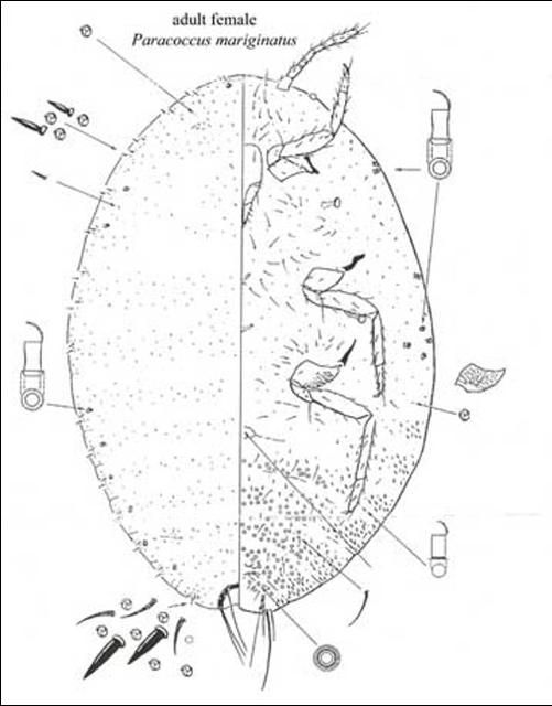 Figure 4. Adult female papaya mealybug, Paracoccus marginatus Williams and Granara de Willink.