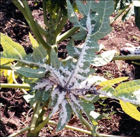 Figure 3. Papaya leaf infestation of the papaya mealybug, Paracoccus marginatus Williams and Granara de Willink.