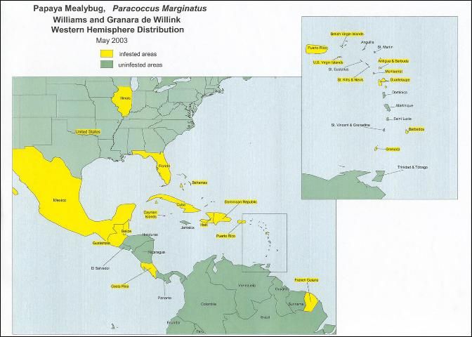 Figure 2. Distribution of the papaya mealybug, Paracoccus marginatus Williams and Granara de Willink, as of May 2003.