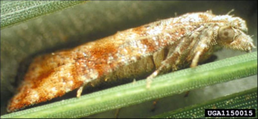 Figure 1. Adult Nantucket pine tip moth, Rhyacionia frustrana (Comstock).