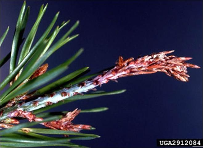 Figure 5. Pupal case of the Nantucket pine tip moth, Rhyacionia frustrana (Comstock).