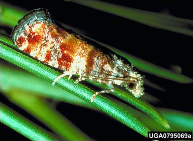 Figure 3. Adult Nantucket pine tip moth, Rhyacionia frustrana (Comstock).