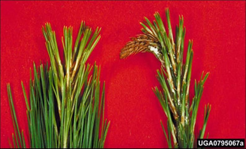 Figure 7. A comparison of healthy and infested pine shoots. Damage is caused by an infestation of the Nantucket pine tip moth, Rhyacionia frustrana (Comstock).