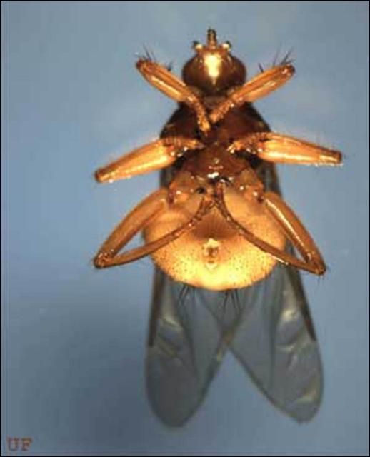 Figure 2. Ventral view of an adult female pigeon louse fly, Pseudolychia canariensis (Macquart).