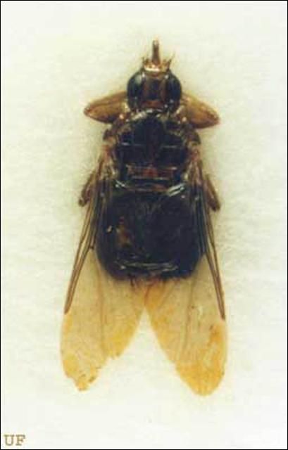 Figure 1. Dorsal view of an adult female pigeon louse fly, Pseudolychia canariensis (Macquart).