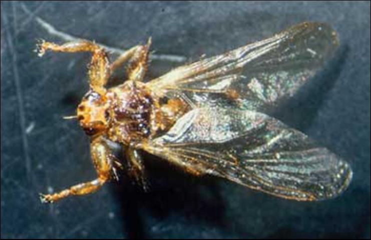 Figure 3. Lipoptena cervi, a species related to Lipoptena mazamae Rondani, showing a young fly prior to losing its wings.
