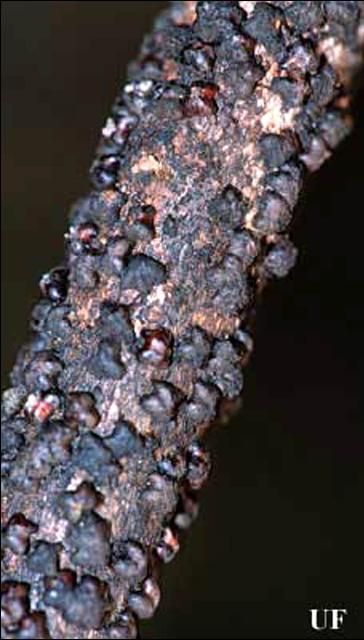 Figure 3. Ramita de palo de cera infestada de la escama lobada de laca, Paratachardina pseudolobata Kondo & Gullan.