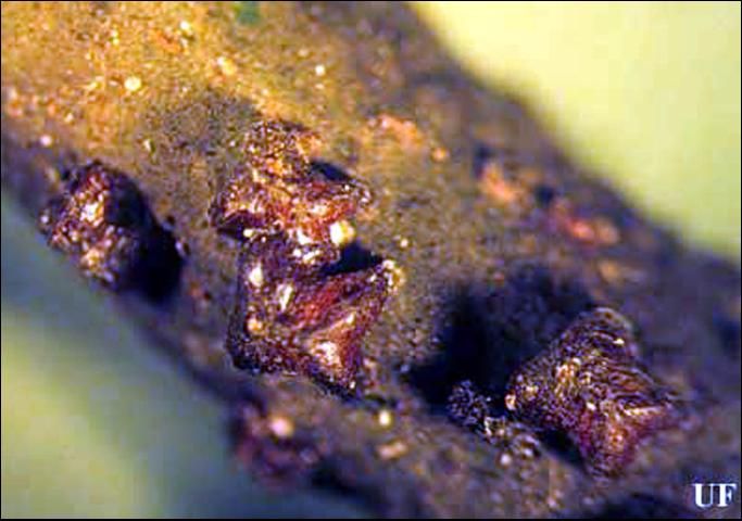 Figure 1. Hembras maduras de la escama lobada de laca, Paratachardina pseudolobata Kondo & Gullan.