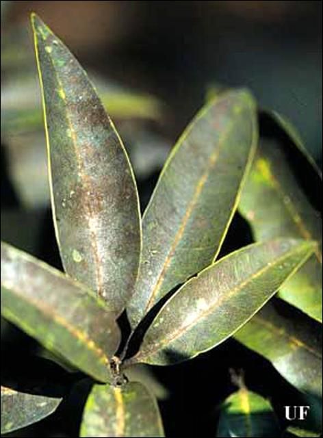 Figure 4. Fumagina sobre hojas de mango, resultado indirecto de una infestación de la escama lobada de laca, Paratachardina pseudolobata Kondo & Gullan.
