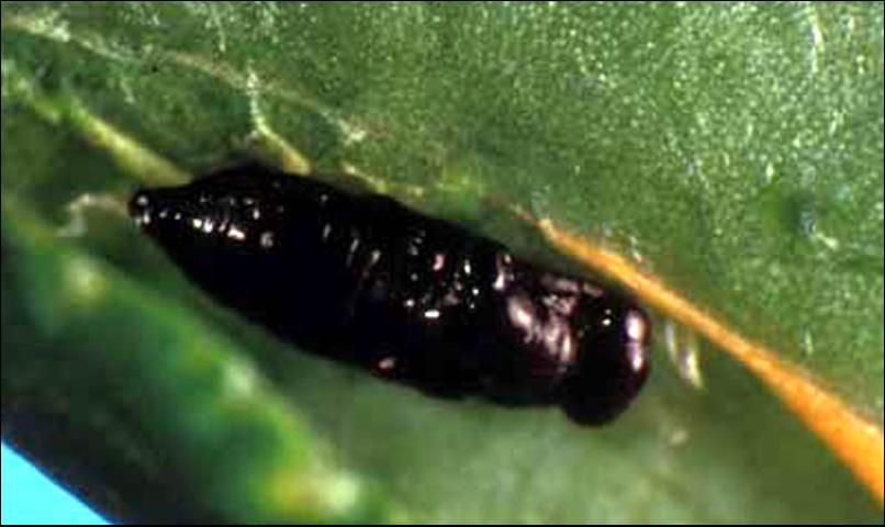 Figure 4. The pupae of Cirrospilus ingenuus Gahan are black and are found within the pupal chamber of the citrus leafminer host.
