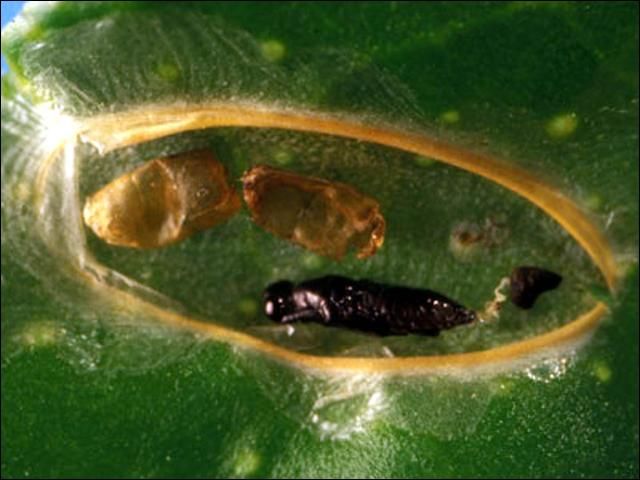 Figure 5. Laboratory observations indicate that Cirrospilus ingenuus Gahan could parasitize citrus leafminer larvae that were already parasitized by the endoparasitoid Ageniaspis citricola. As a result, it is possible that C. ingenuus could act as a facultative hyperparasitoid.