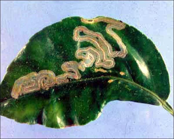 Figure 1. A citrus leaf containing a single leafminer mine, showing the damage that can be done by citrus leafminer, Phyllocnistis citrella Stainton, feeding.