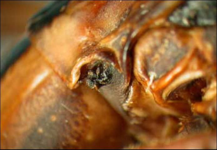 Figure 3. A side view of the twostriped walkingstick, Anisomorpha buprestoides (Stoll), showing the pronotal gland.